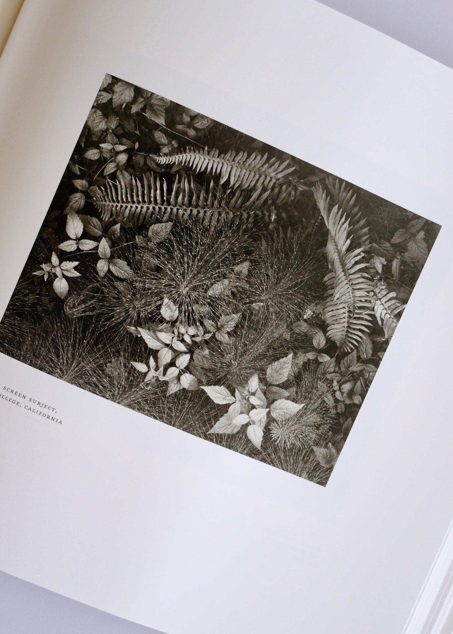 Ansel Adams at 100