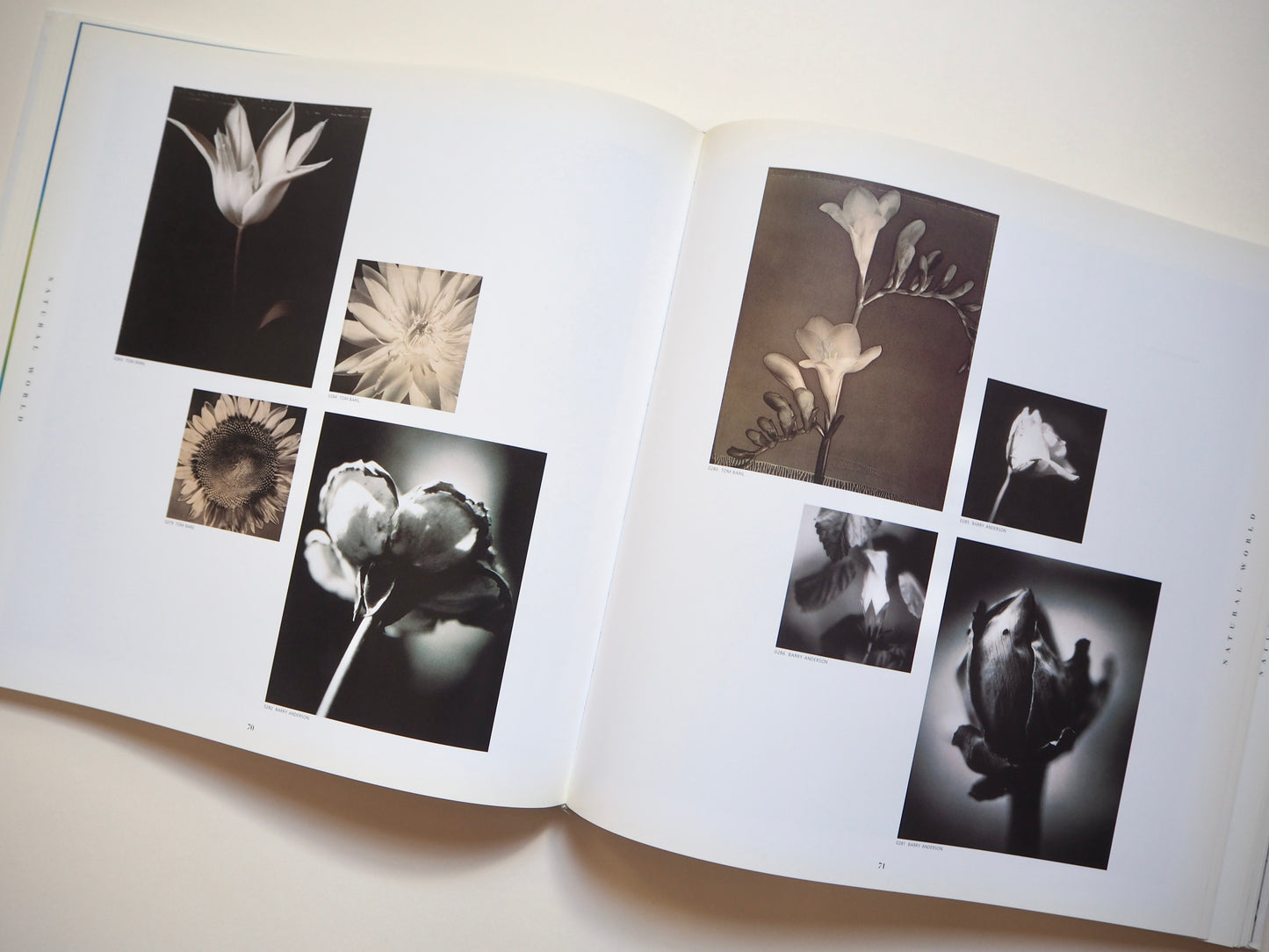 Swanstock, fine art photography